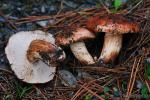 Tricholoma fracticum. Setas de Granada