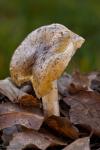 Tricholoma sejunctum (Fr.) Quél. Hongos de Granada