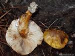 Tricholoma focale