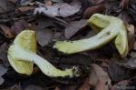 Tricholoma sulphureum corte. Hongos de Granada