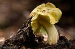 Tricholoma flavovirens. Hongos de Granada