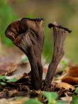 Craterellus cornucopioides. Hongos de Granada