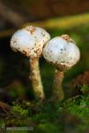 Tulostoma brumale. Hongos de Granada