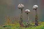 Tulostoma brumale Pers. Hongos de Granada