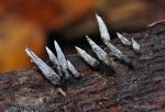 Xylaria Hypoxylon ( L.:Fr.) Grev.. Ascomycetes  de Granada