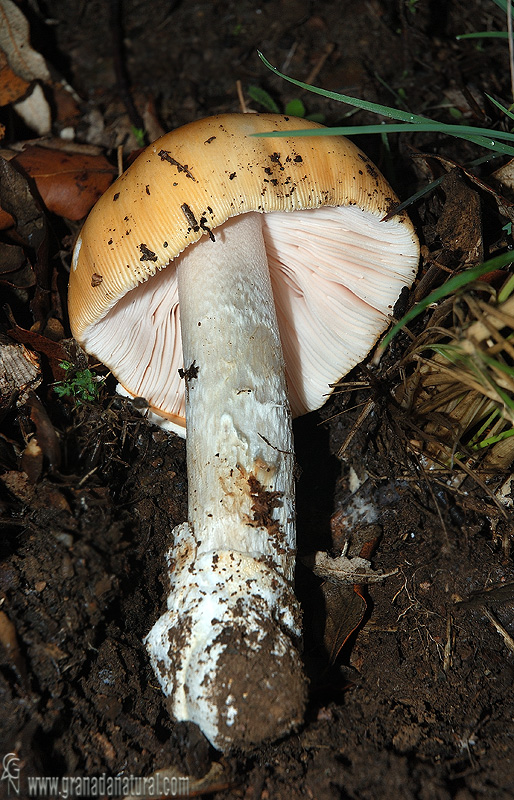 Amanita crocea