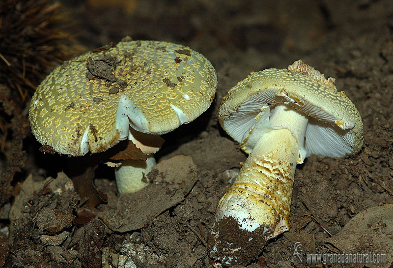 Amanita áspera