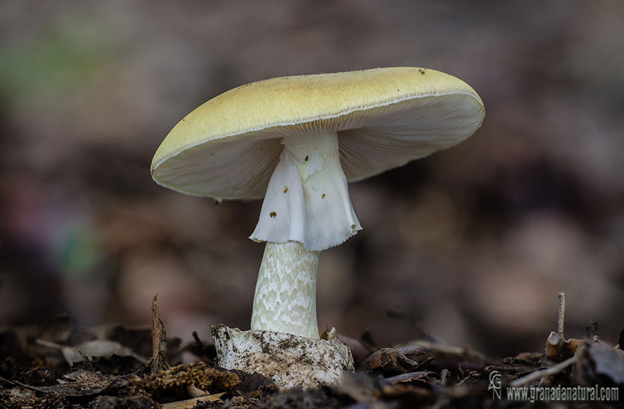 Amanita phalloides ( Vaill ex Fr) Quél 2. Hongos de Granada