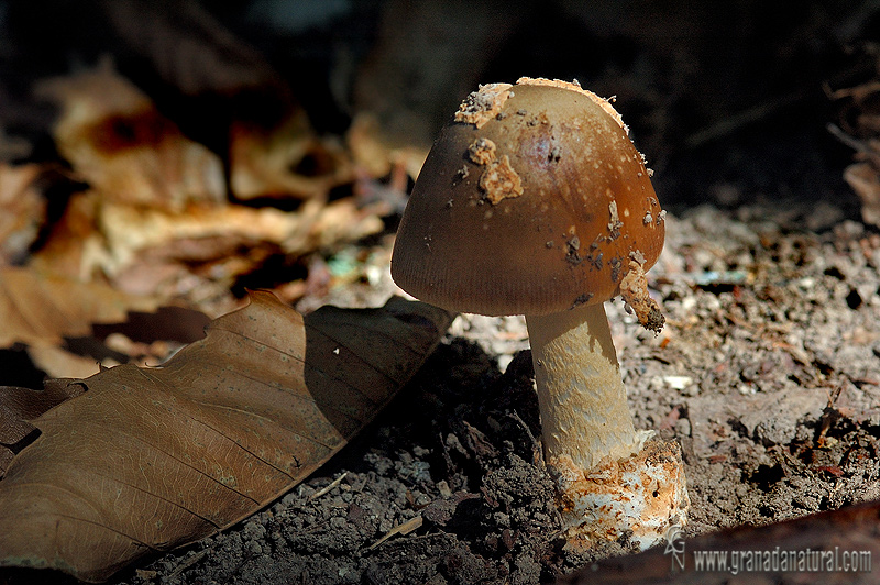 Amanita magnivolvata . Setas de Granada.