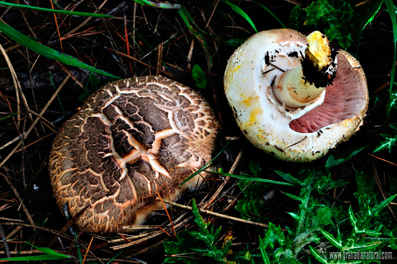 Agaricus af. xanthderma . Hongos de Granada