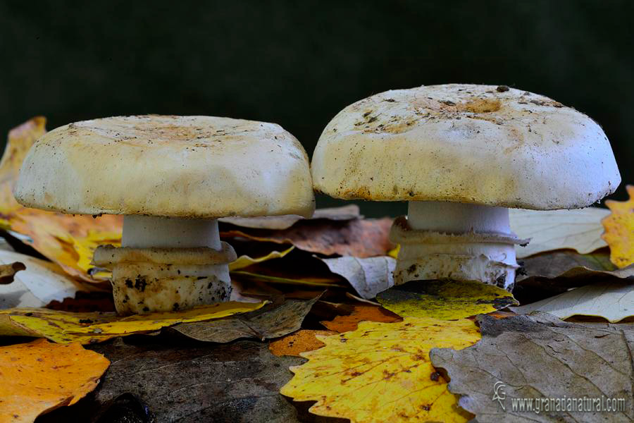 Agaricus bitorquis. Hongos de granada