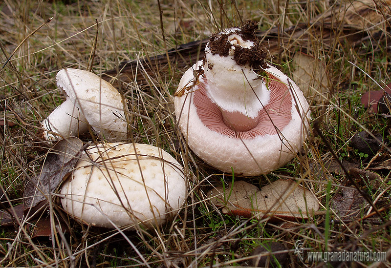 Agaricus campestris. Setas de Granada.