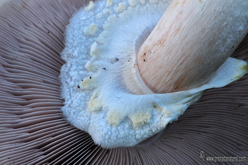 Agaricus sylvicola. Hongos de Granada