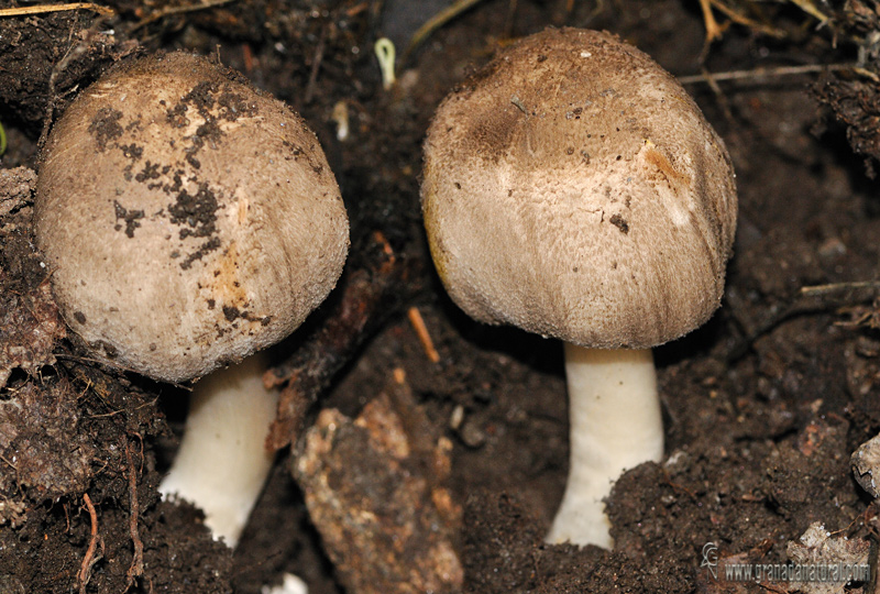 Agáricus xanthoderma var. griseus ( Persono 1946) Bon et Cappelli 1983