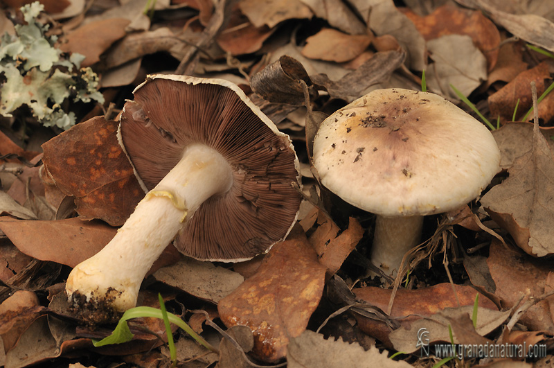 Agaricus dulcidulus Shultz . Hongos de Granada