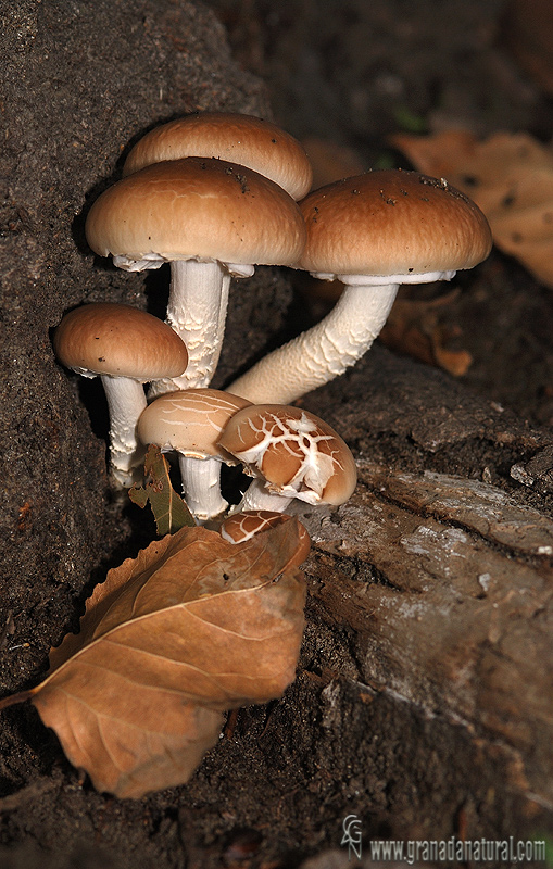 Agrocybe cylindracea2