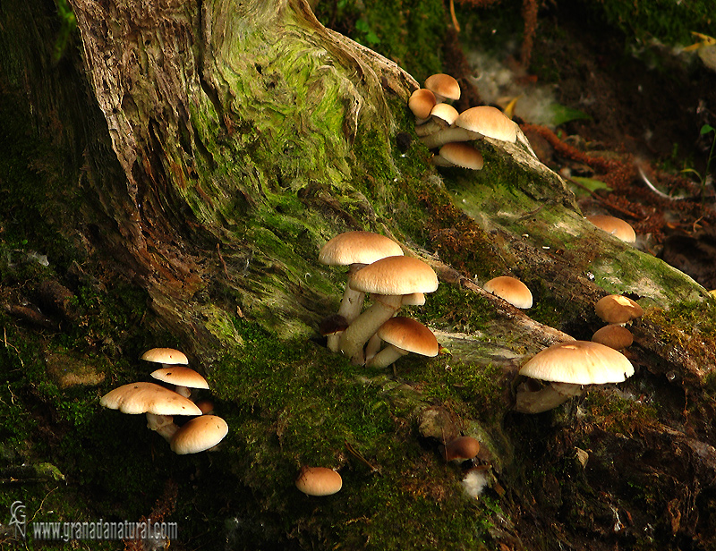 Agrocybe cylindracea hbitat. Setas de Granada