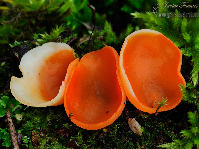 Aleuria aurantia (Fr.) Fusk. Ascomycetos de Granada