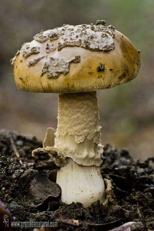 Amanita ceciliae (Berkelei & Br.)Boud.. Amanitas de Granada