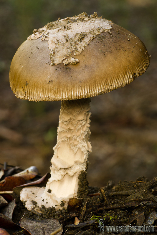 Amanita ceciliae.Hongos de Granada