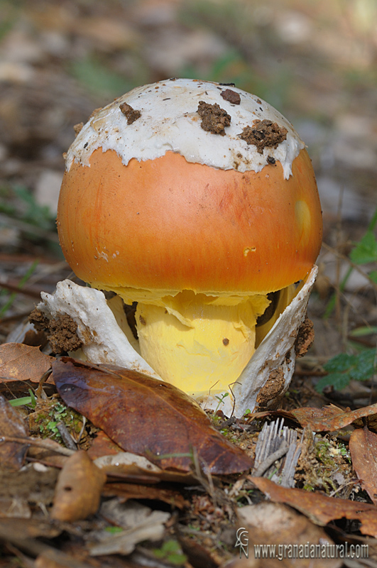 Amanita caesarea. Hongos de Granada