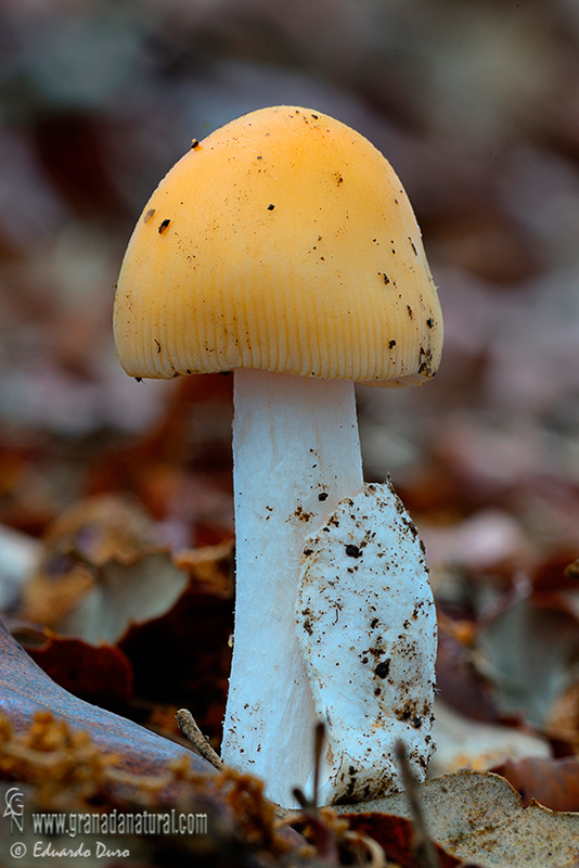 Amanita crocea var. subdunipes joven . Hongos de Granada