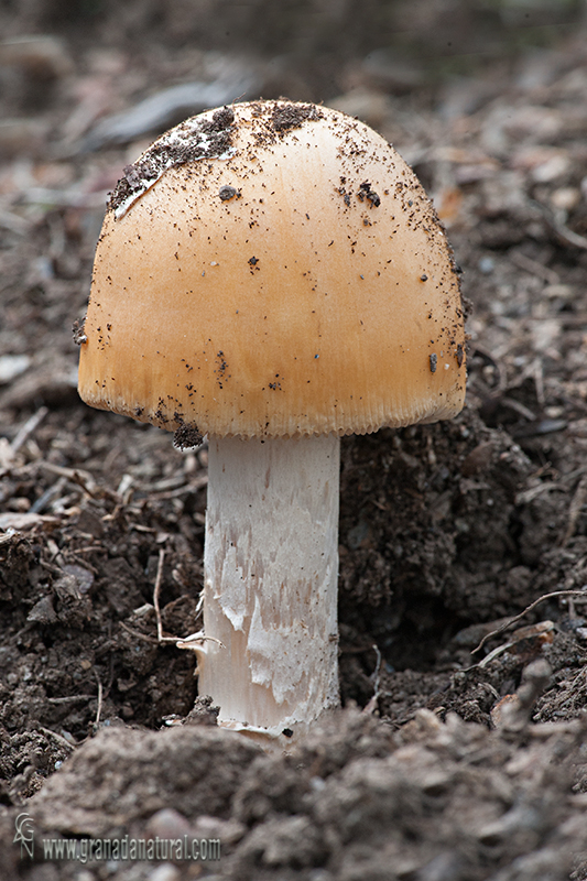 Amanita crocea en robledal. Hongos de Granada