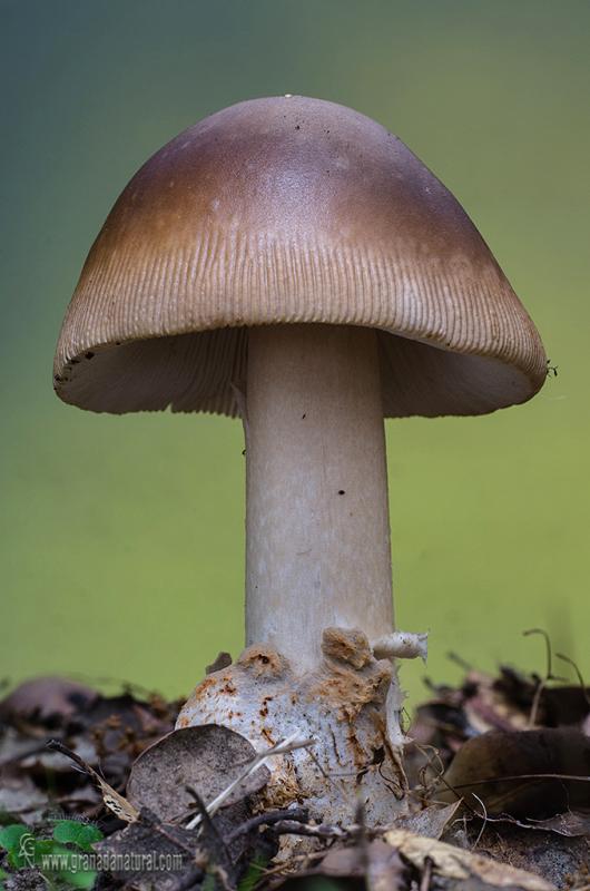 Amanita fulvoides. Hongos de Granada