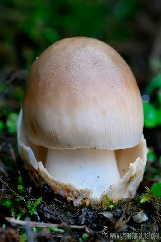 Amanita fulvoides fase huevo . Hongos de Granada