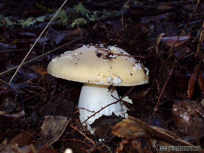 Amanita gemmata. Setas de Granada