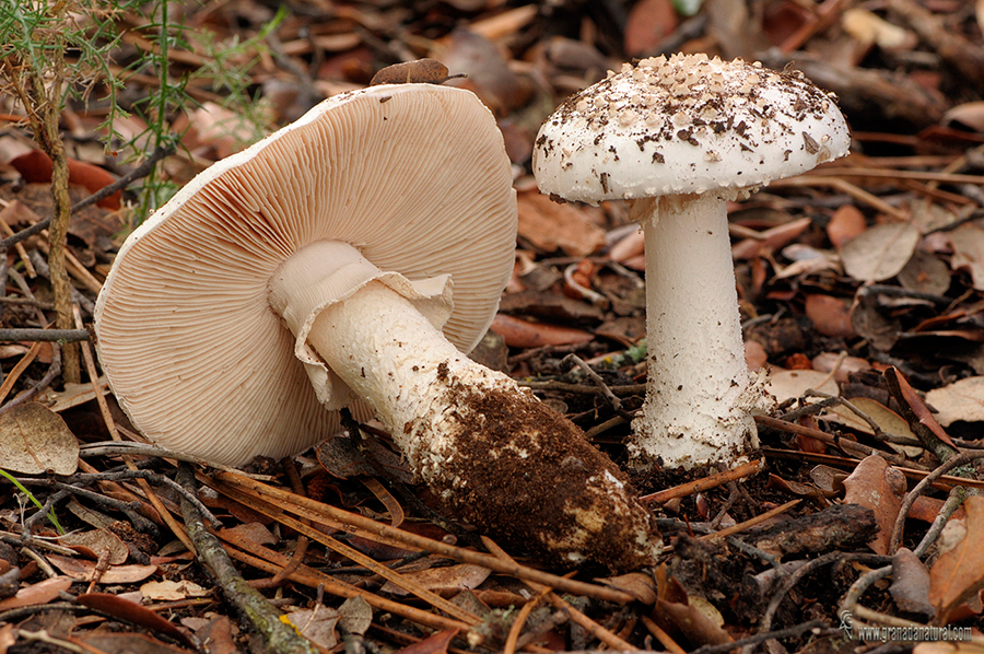 Amanita gracilior. Hongos de Granada