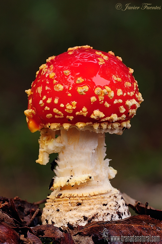 Amanita muscaria var. formosa 1 . Hongos de Granada