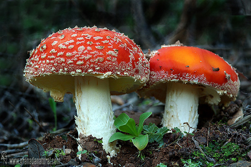 Amanita Muscaria