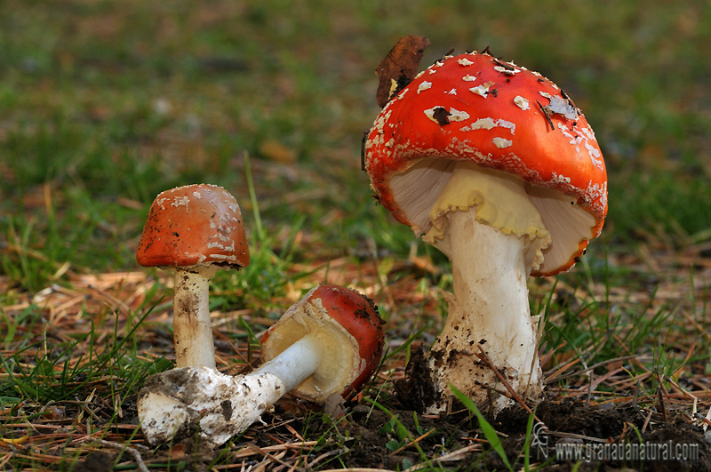 Amanita muscaria grupo. Hongos de Granada