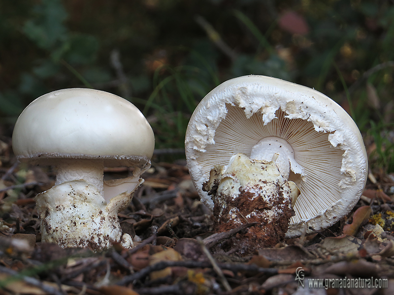 Amanita ovoidea 3.Hongos de Granada