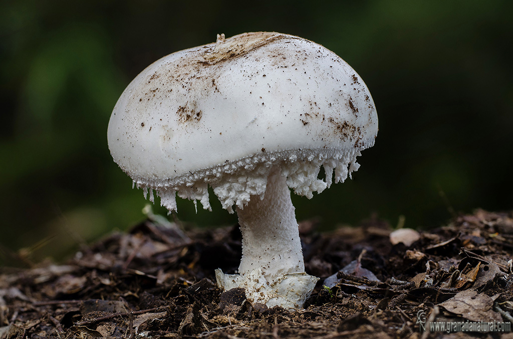 Amanita ovoidea  (Bull.: Fr.) Qu�let. Hongos de Granada