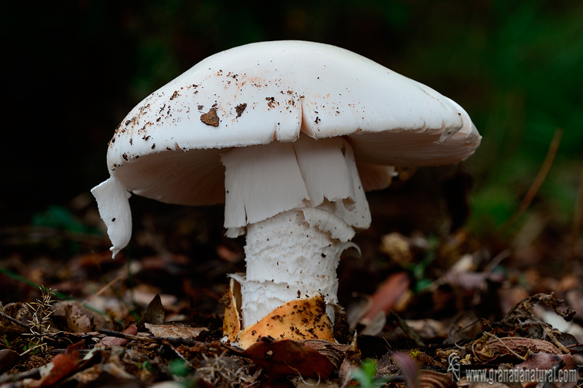 Amanita ovoidea var. proxima. Hongos de Granada