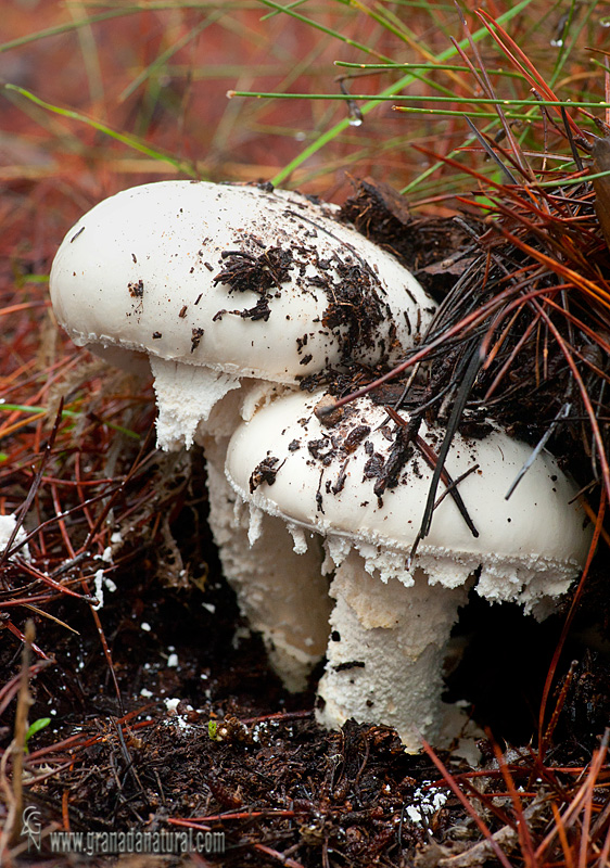 Amanita ovoidea (Bull.) Link .Hongos de Granada