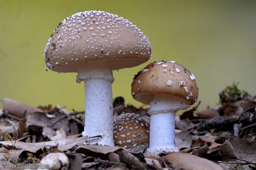 Amanita pantherina (Dc.) Krombh.  Hongos de Granada