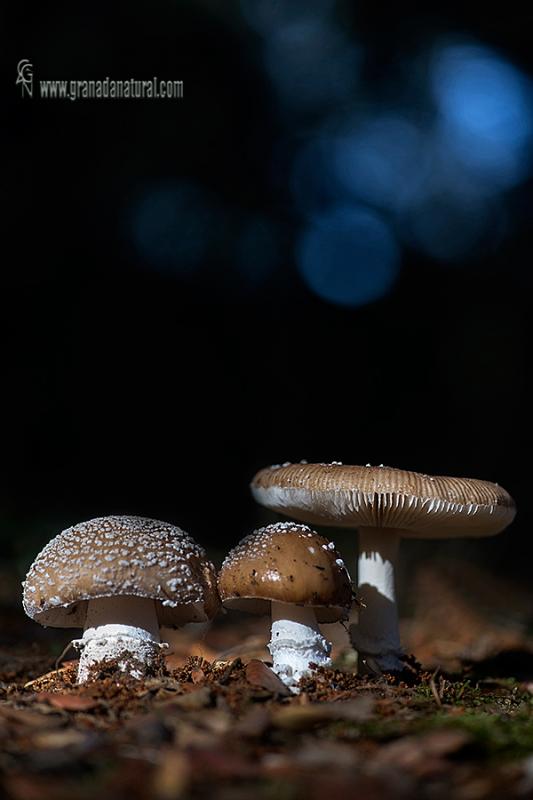 Amanita pantherina. Hongos de Granada