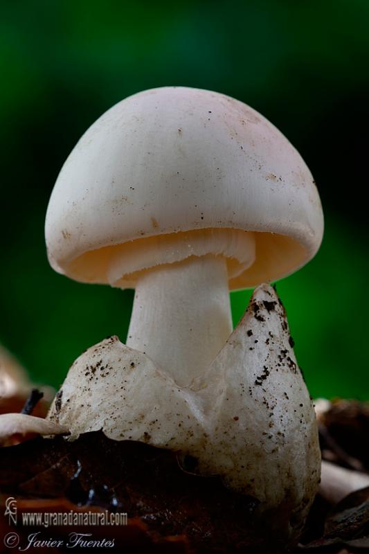 Amanita phalloides var. alba. Hongos de Granada