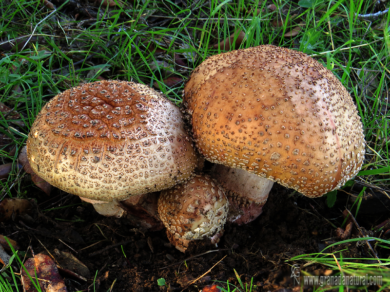 Amanita rubescens grupo. Hongos de Granada