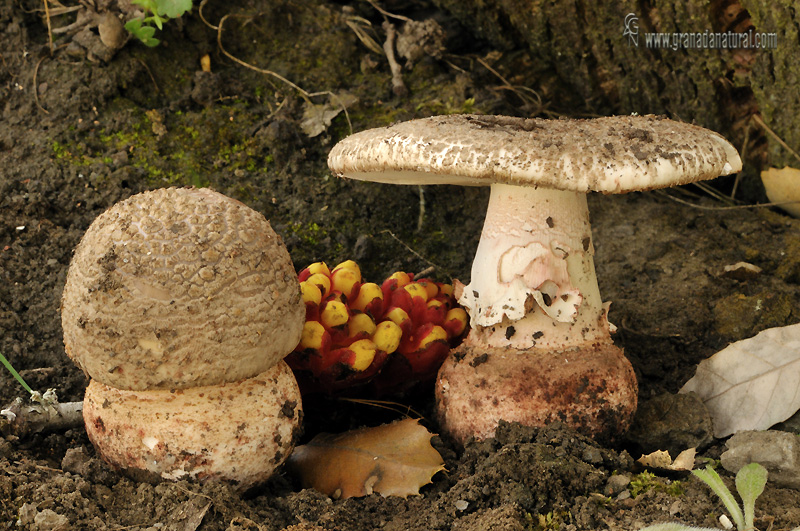 Amanita rubescens (Persons.: Fries) S.F. Gray. Hongos de Granada