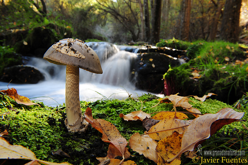 Amanita vaginata (hábitat)