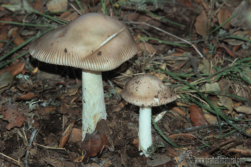 Amanita vaginata