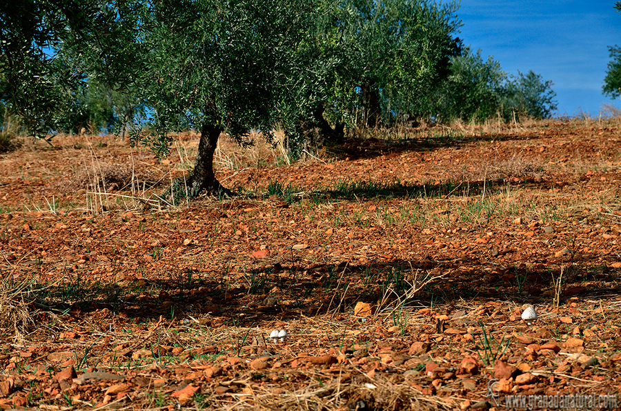 Amanita vittadinii en su hbitat. Hongos de Granada