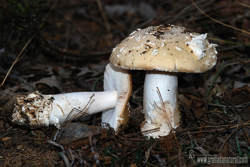 Amanita junquillea. Setas de Granada