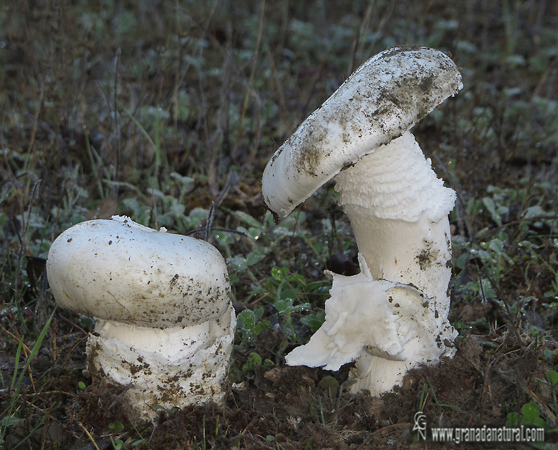 Amanita lactea. Hongos de Granada