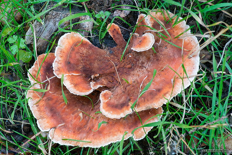 Arbotiporus biennis. Polyporales de Granada