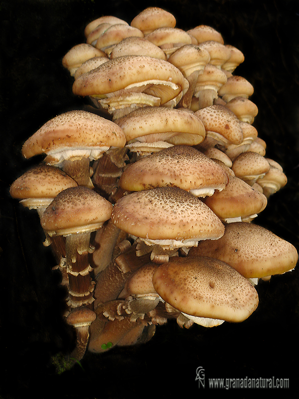 Armillaria mellea (Vahl.) Kumm.Hongos de Granada